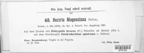 Dialonectria magnusiana image